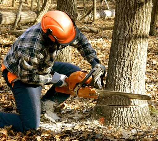 Tree Removal in Blanco, OK